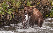 Wild Alaskan brown bear with salmon