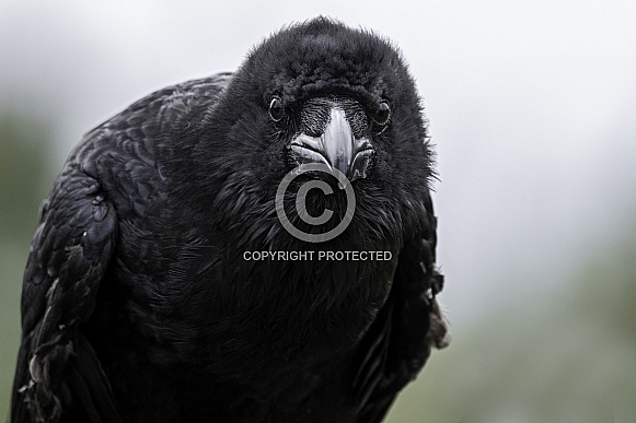 Raven Close Up