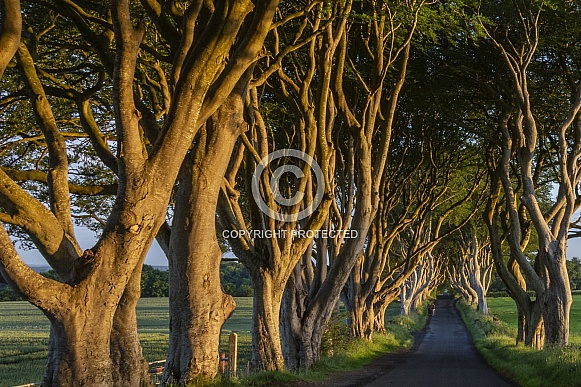 Early morning sunlight on the 'Dark Hedges' Early morning sunlight on the 'Dark Hedges'