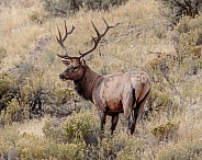 Elk-Prize Bull Elk