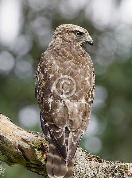 Red Shouldered Hawk