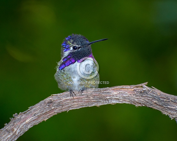 Costa's Hummingbird (Male)
