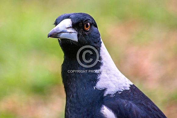 Australian Magpie