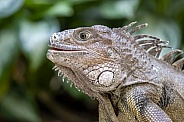 Iguana