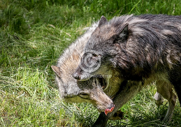 Tundra Grey Wolf Tundra Grey Wolf