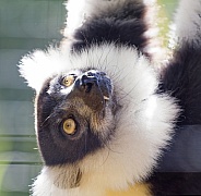 Lemur