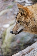 Grey Wolf