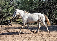 Wild horse running in the sand