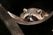 Sleeping raccoon