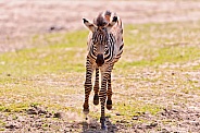 Young Zebra