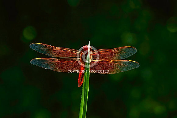 Dragonfly