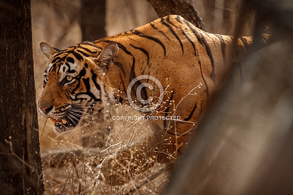 Beautiful tiger in the nature habitat. Tiger pose in amazing light. Wildlife scene with wild animal. Indian wildlife. Indian tiger. Panthera tigris tigris.