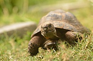 Spur-thighed Tortoise