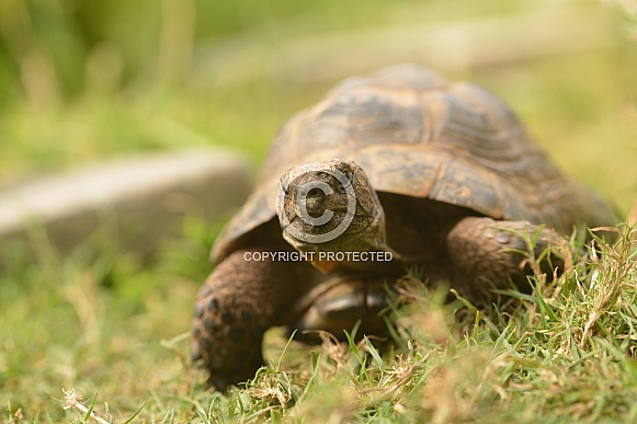 Spur-thighed Tortoise