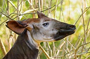 Portrait of an okapi
