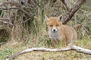 Red fox cubs in there natural habitat