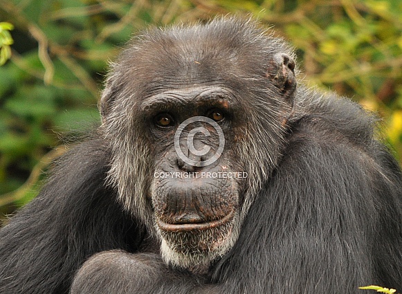 Chimpanzee
