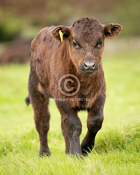 Dexter Calf Dexter Calf