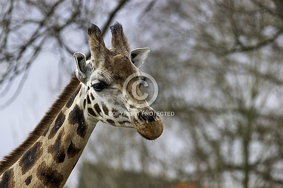 Rothschild Giraffe, close up