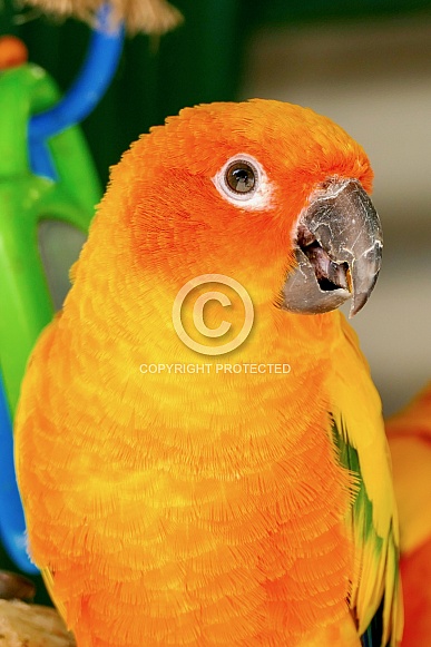 Sun conure Sun conure