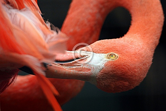 Great flamingo Great flamingo