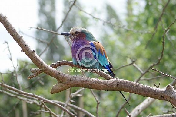 Lilac Breasted Roller