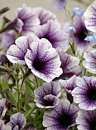 Purple and white flowers
