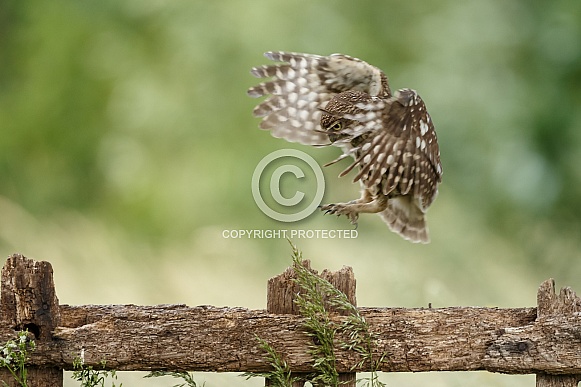 Little Owl (Athene noctua) Little Owl (Athene noctua)
