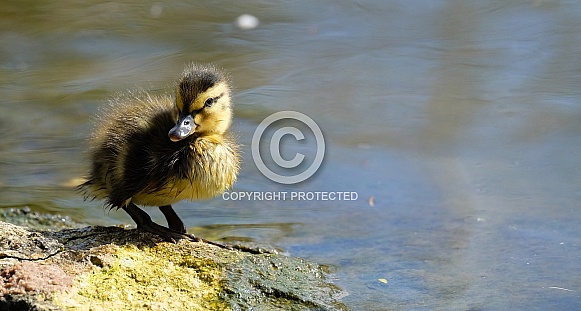 Duckling