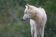 Arctic wolf