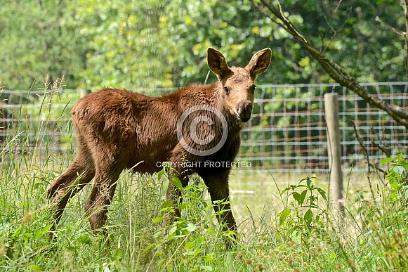Moose calf Moose calf