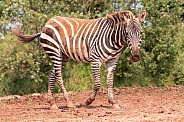 Grants Zebra Full Body Walking