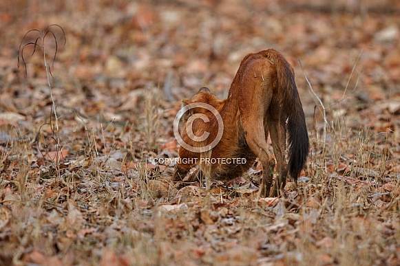 Indian wild dog pose in the nature habitat