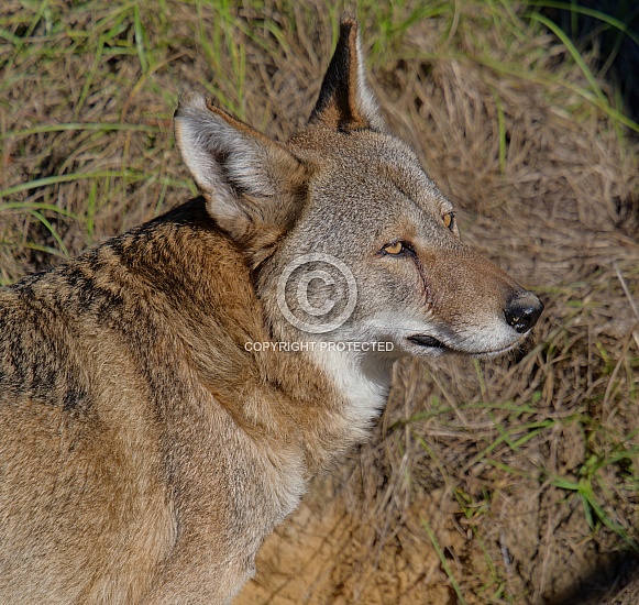 Red Wolf
