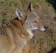 Red Wolf