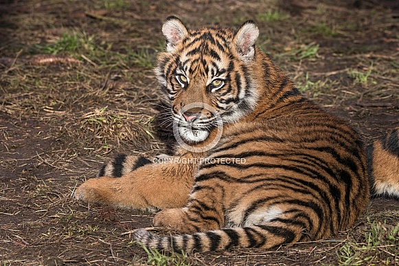 Sumatran Tiger Cub Sumatran Tiger Cub