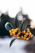 Small yellow winter berries