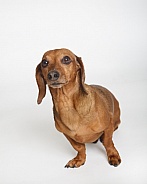 Dachshund on a white backdrop portrait