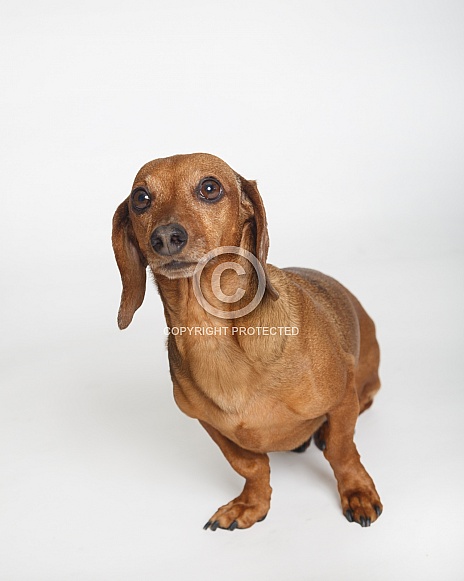 Dachshund on a white backdrop portrait