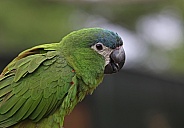Blue crowned Parrot