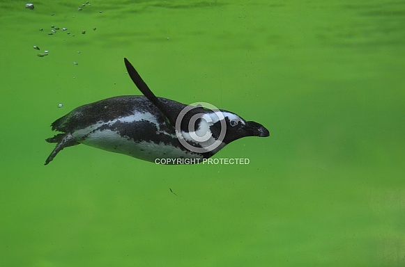 Jackass penguin Jackass penguin