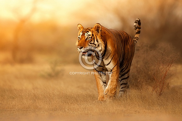 Beautiful tiger in the nature habitat. Tiger pose in amazing light. Wildlife scene with wild animal. Indian wildlife. Indian tiger. Panthera tigris tigris.