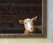 Goat
