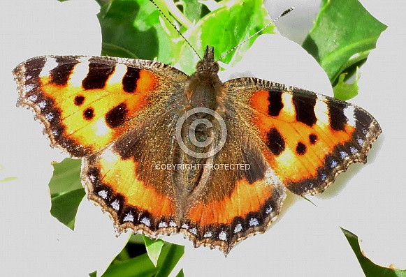 Small Tortoiseshell Small Tortoiseshell