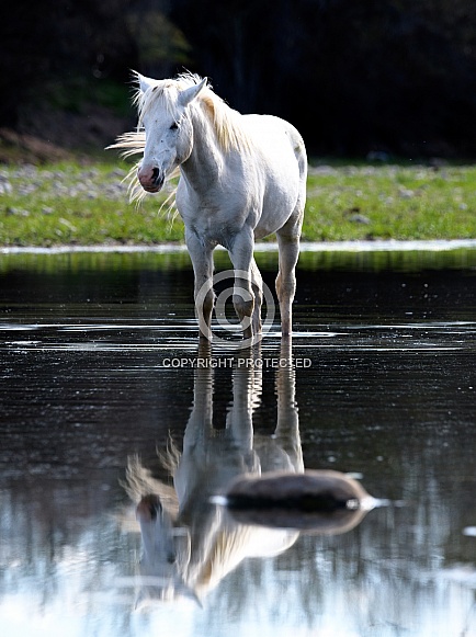 A white Salt River wild horse standing in the water