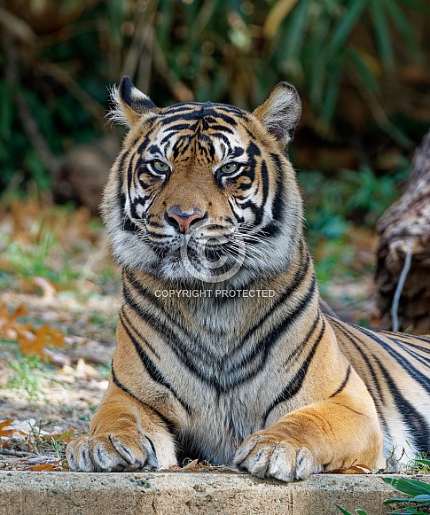 Bengal Tiger