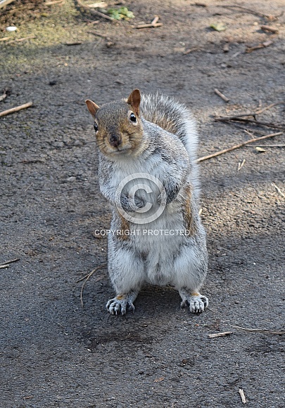 Grey Squirrel Grey Squirrel