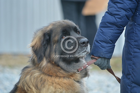 Leonberger