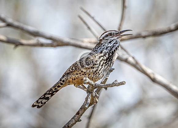Cactus Wren
