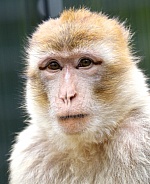 Barbary macaque